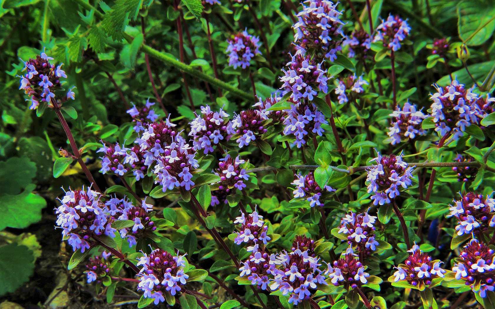 Le ultime arrivate tra le piante gi� fiorite